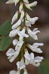 Carolina vetch